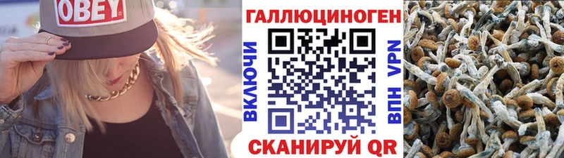 OMG маркетплейс  Амурск  Галлюциногенные грибы Psilocybine cubensis 